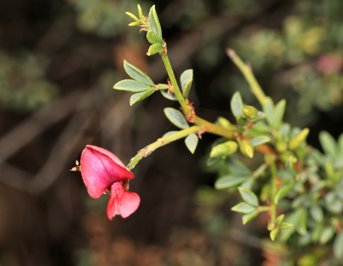 Namaqua Indigo (Indigofera spinescens)