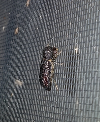 Bostrychopsis jesuita