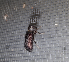 Bostrychopsis jesuita