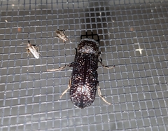 Bostrychopsis jesuita