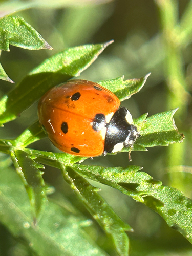 Seven-spotted Lady Beetle