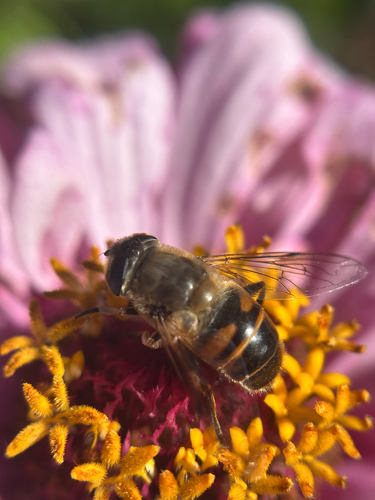 Unknown species found near S Race St, Denver, CO, US