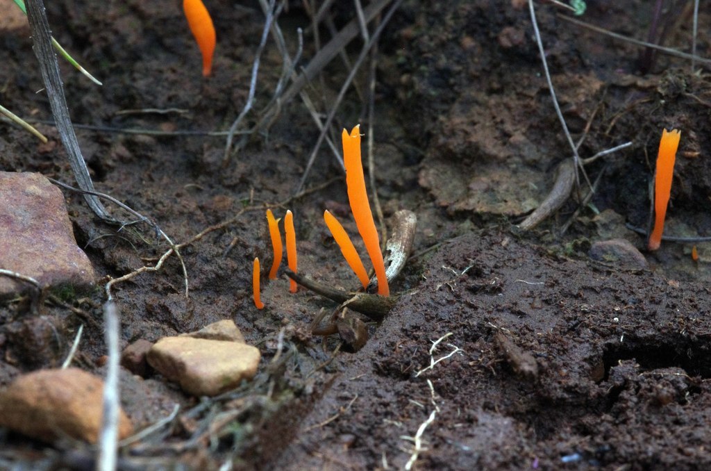 Club Lichens