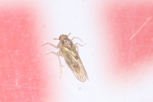 Nilaparvata lugens observed 2025-10-17