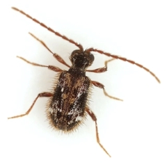 Ptinus tumidus