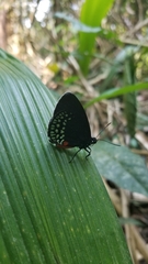 Eumaeus toxea