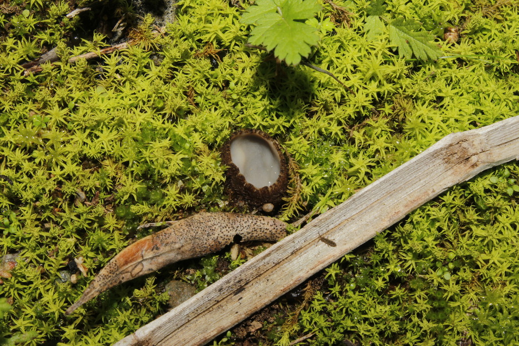 Geopora arenicola
