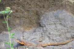 Agama caudospinosa