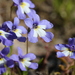 Lobelia claviflora 2
