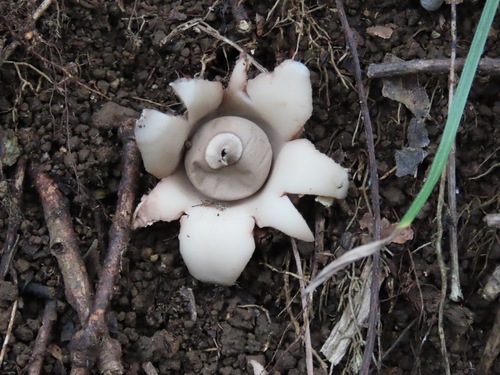 Geastrum