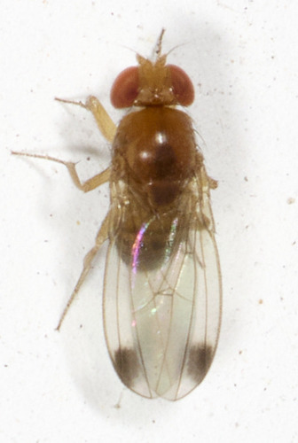 Unknown species found near College Hill, Cincinnati, OH, USA, front