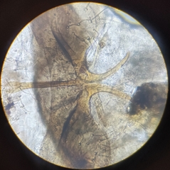 Lachesilla pedicularia