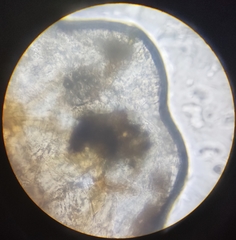 Lachesilla pedicularia