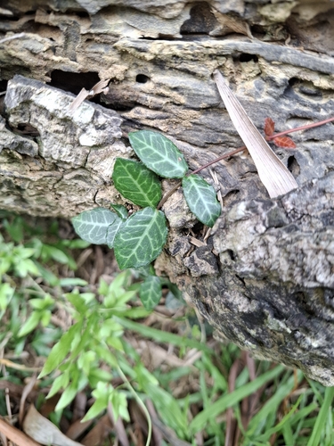 Trachelospermum asiaticum iNat (2)