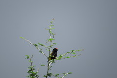 Euplectes diadematus