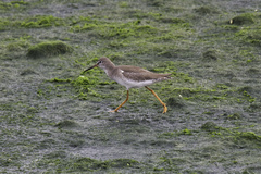 Tringa totanus