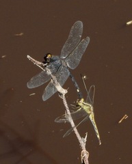 Erythrodiplax nigricans