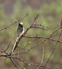 Straw-Tailed Whydah photo 2