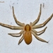 Philodromus rufus - Photo (c) Marcello Consolo, algunos derechos reservados (CC BY-NC-SA)