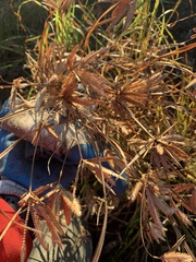 Cyperus oxylepis