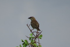 Plocepasser donaldsoni