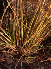 Cyperus oxylepis