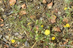 Leontodon longirostris