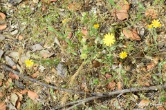 Leontodon longirostris