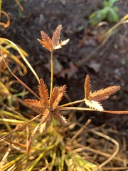 Cyperus oxylepis