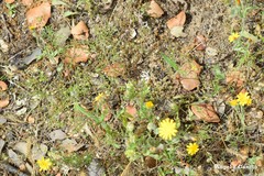 Leontodon longirostris