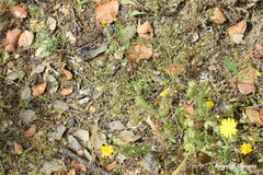 Leontodon longirostris