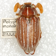 Polyphylla monahansensis
