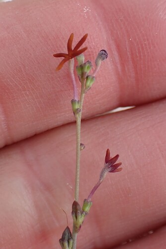 Saffron Jaybee (Jamesbrittenia atropurpurea)