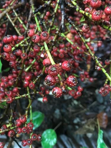 Ficus ribes observed 2024-05-22