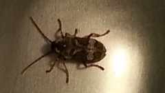 Ptinomorphus imperialis