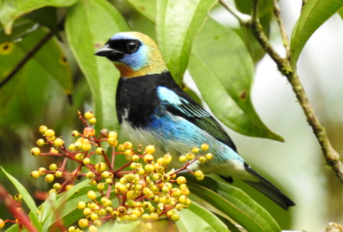 Stilpnia larvata