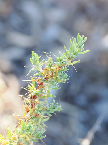 Giant Red Burr (Sclerolaena tricuspis)