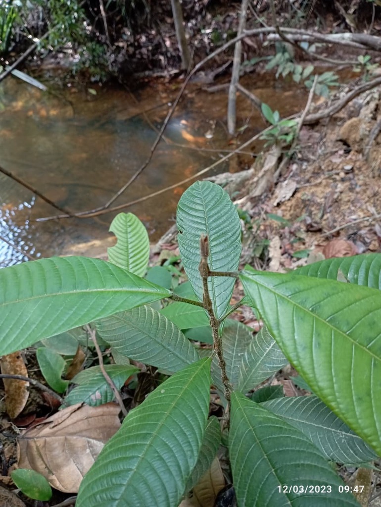 Light Red Meranti (Shorea ovalis)