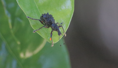 Megalometis spinifer