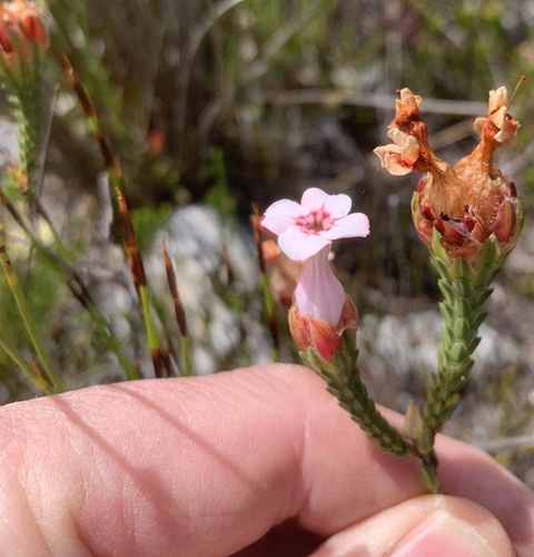 Flask Heath (Erica ampullacea)