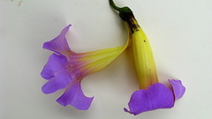 Amphilophium scabriusculum