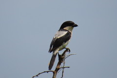 Lanius dorsalis