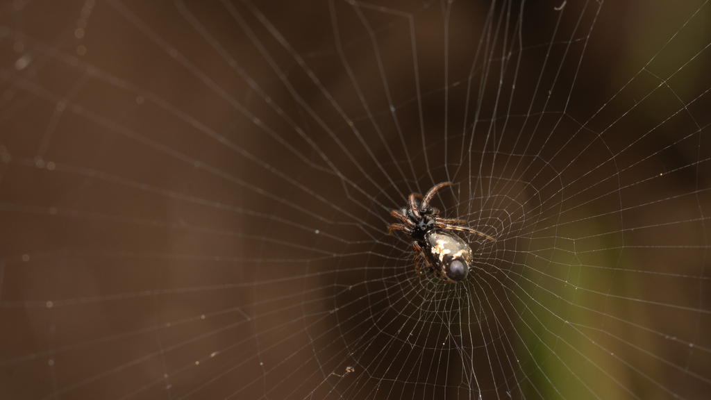 Cyclosa moonduensis