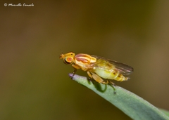 Meromyza femorata