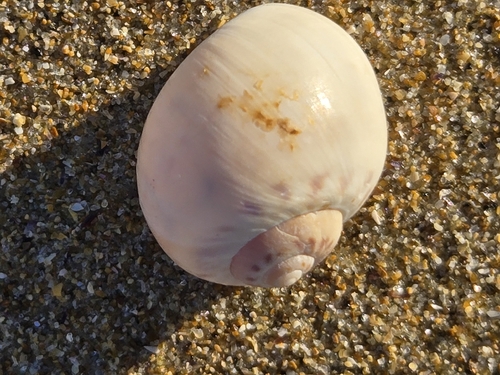 Euspira catena