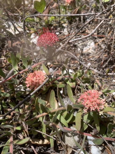 Leucospermum pedunculatum, photograph 4