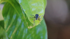 Megalometis spinifer