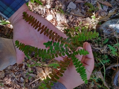 Adiantum patens