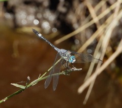 Micrathyria longifasciata