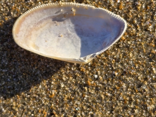 Donax vittatus